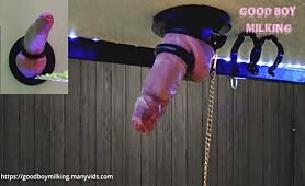 Leashed Cock Under The Milking Table Can't Resist Cumming