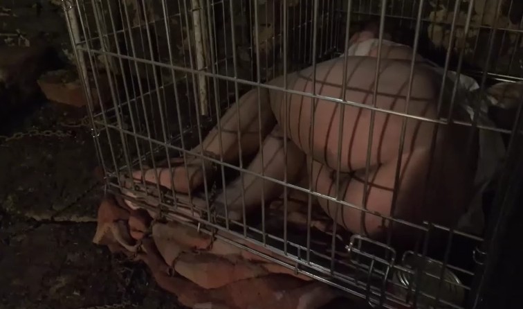 Horror Porn Girls In Cages Get Water And Food For Sex